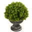 Eucalyptus Plant in Urn