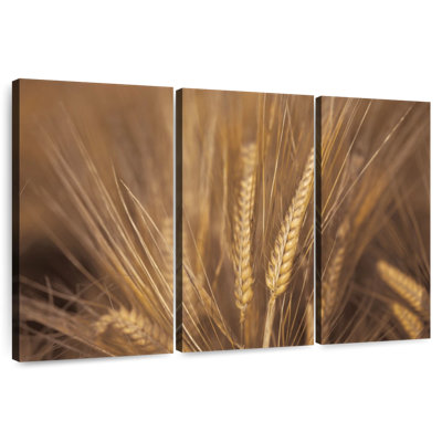 Harnek Wheat Field Up Close