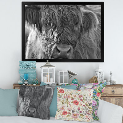 Scottish Highland Cows Living on Moorland - photographie sur toile