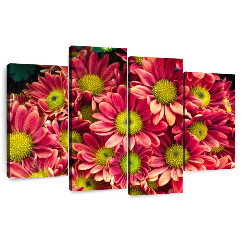 Chrysanthèmes Harnek Daisy, H 54 po x l 84 po