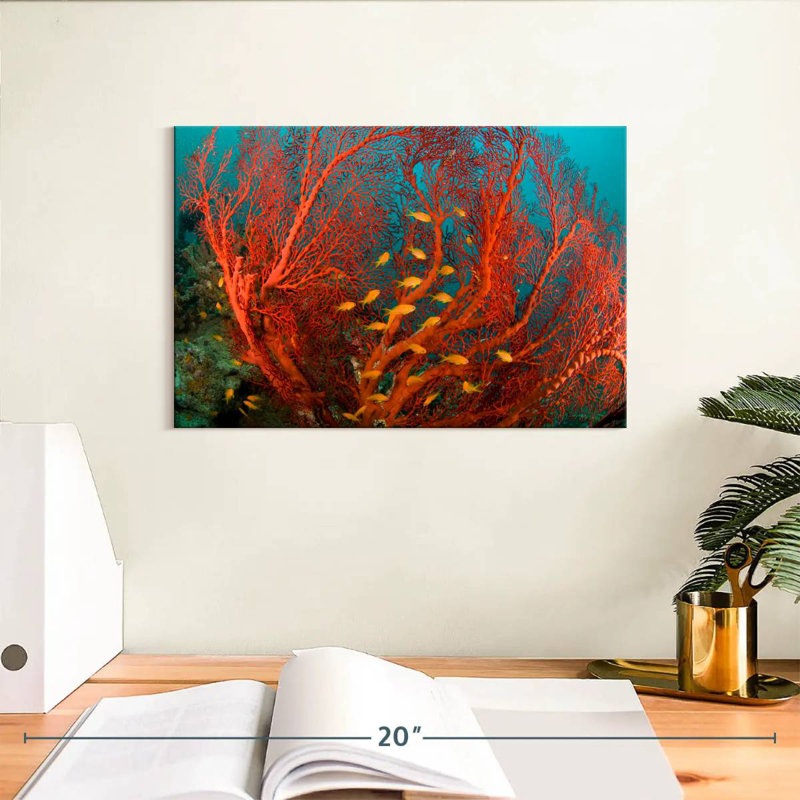 Corail de feu, H 8 po x l 12 po