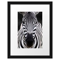 【berühmt】 Zebra Bilder