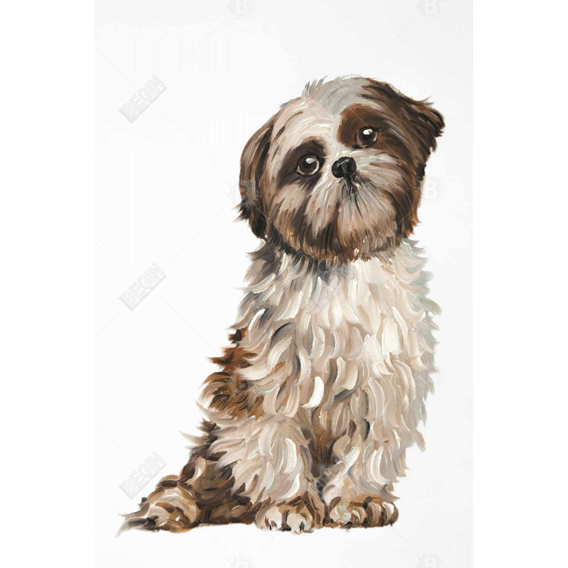" Shih-tzu "