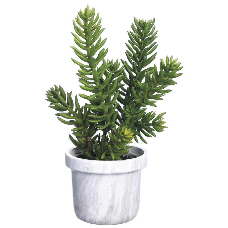 Plante de feuillage en pot senecio