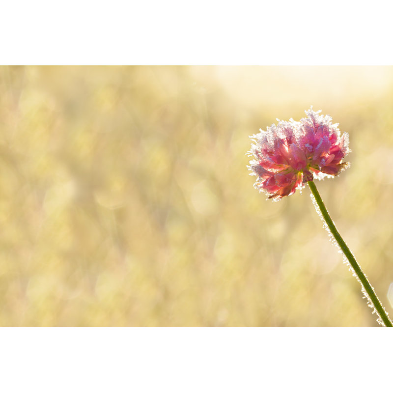 Flower of a Clover 1 Piece Wrapped Canvas Wall Art, 30cm H x 46cm W x 3.8cm D