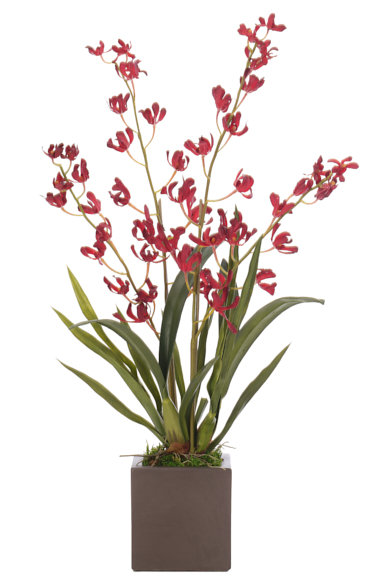 Orchidée Vanda, rouge, cube en béton, l 16 po x P 12 po