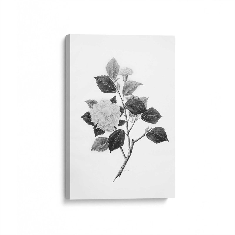 «Botanical V» par Deborah Revell, reproduction d'art sur toile, H 18 po x l 12 po, Toile tendue, Ne s’applique pas