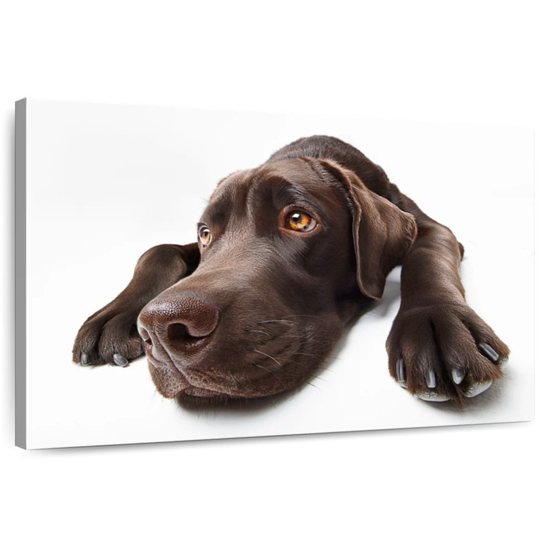 Brampt Chocolate Colored Labrador, 16" H x 24" W