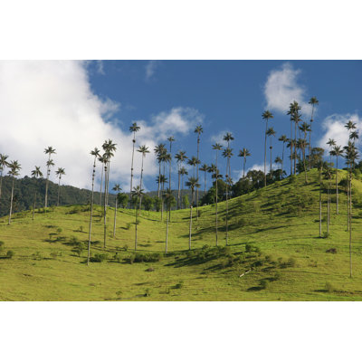 Valle De Cocora by Urosr - Wrapped Canvas Print