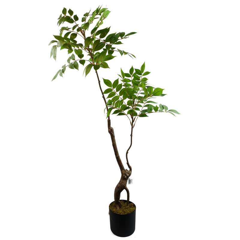 Toona Siensis Arrangement in Pot