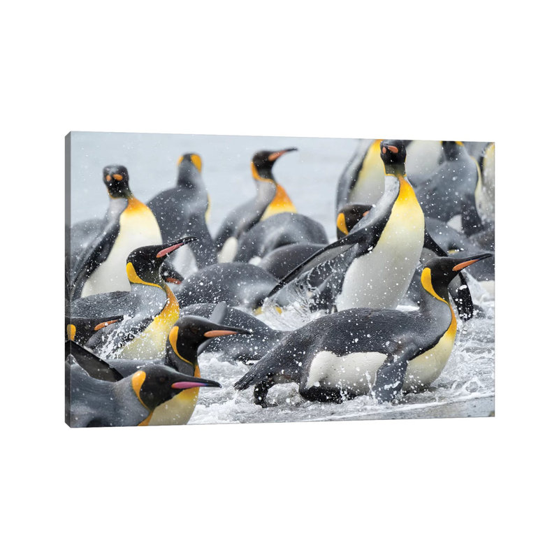 King Penguin Rookery On Salisbury Plain In The Bay Of Isles. South Georgia Island by Martin Zwick - Wrapped Canvas Print