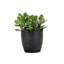 Live Jade Plant in Classic Pot-49662300