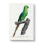 The Rose-Ringed Parakeet by F. Levaillant - Wrapped Canvas-55358705