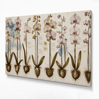 Botanical Scientific Botanical Diagrams Beige Canvas Wall Art