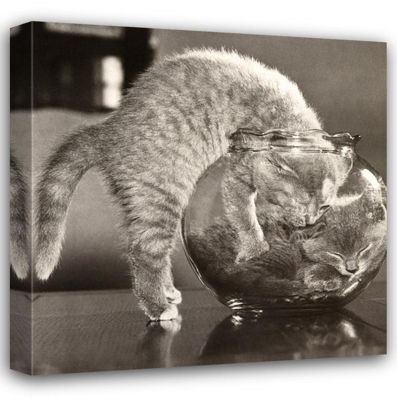 Un bol de chats, H 20 po x l 20 po