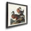 American Widgeon - reproduction d'art sur toile encadrée-547122956-547122948