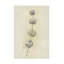 Bolognaise «Seed Pods Study I» sur-98390423