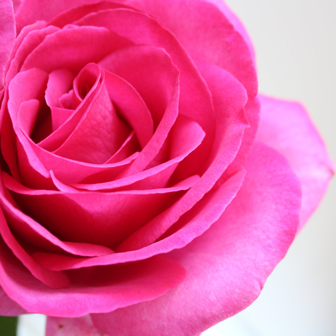 Gragston Close up of Pink Rose - Wrapped Canvas Photograph