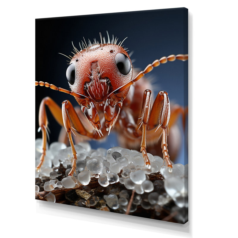 Mackinsey Ant Delicate Explorer II, reproduction d'art sur toile, H 20 po x l 12 po x P 1 po, Toile tendue