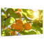 Abricotier Yarlin-108913300