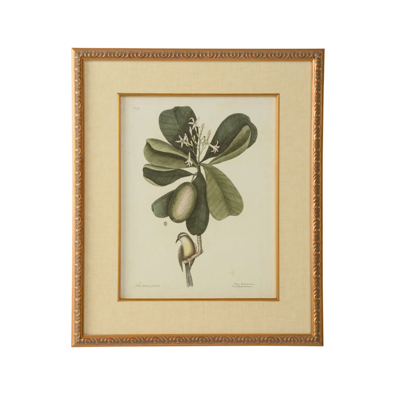 Catesby Bird And Botanical III Print