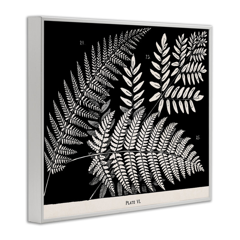 Variétés de fougères sur giclée noire encadrée, conception par Phillipa Katz