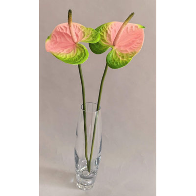 ANTHURIUM 20''