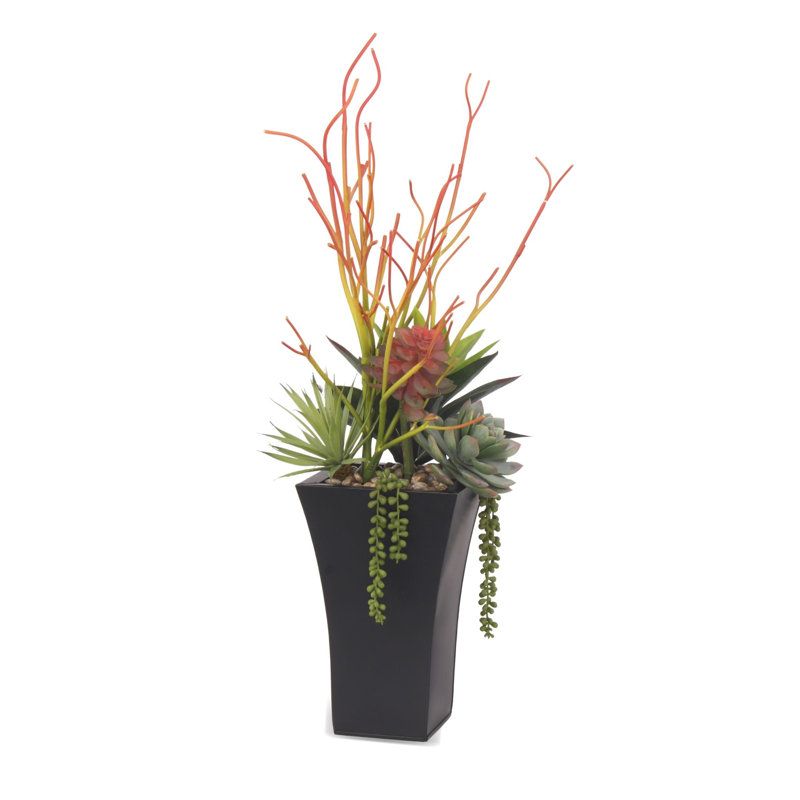 Plante grasse en pot