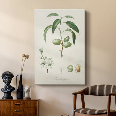 Antique Almond Botanical I -Custom Wrapped Gallery Cavas