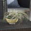Tillandsia artificiel-613794015