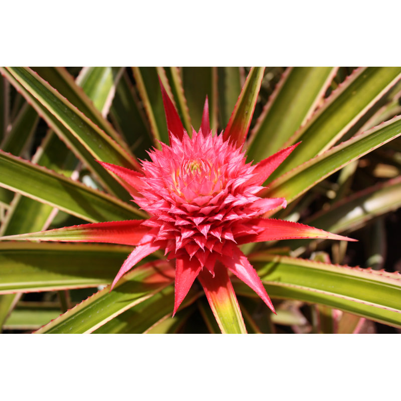 Pineapple Plant by Sarah8000, 12" H x 18" W
