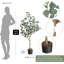 Eucalyptus artificiel avec feuilles de dollar argent