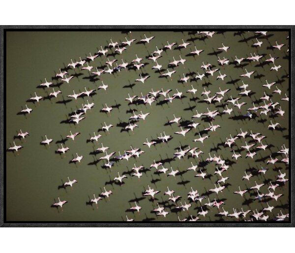 Bless international Lesser Flamingo Group Flock Flying Over A Lake