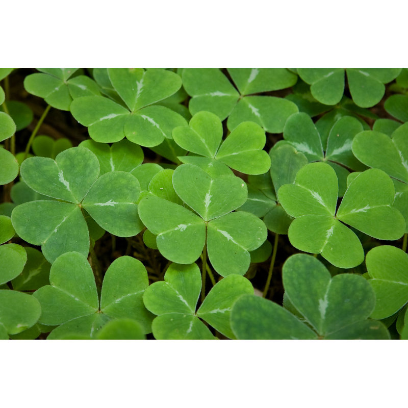 Shamrocks - Photographie sur toile tendue, H 8 po x l 12 po