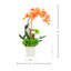 Orchidée et arrangement de plantes grasses