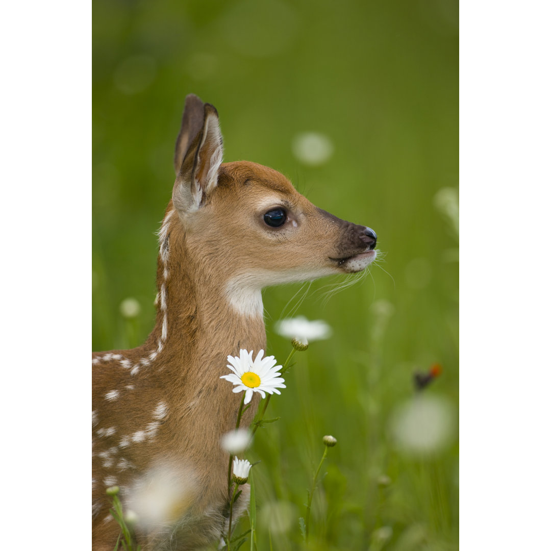 Whitetail Fawn Deer In Flora. von Jimkruger - Kunstdrucke ohne Rahmen auf Leinwand