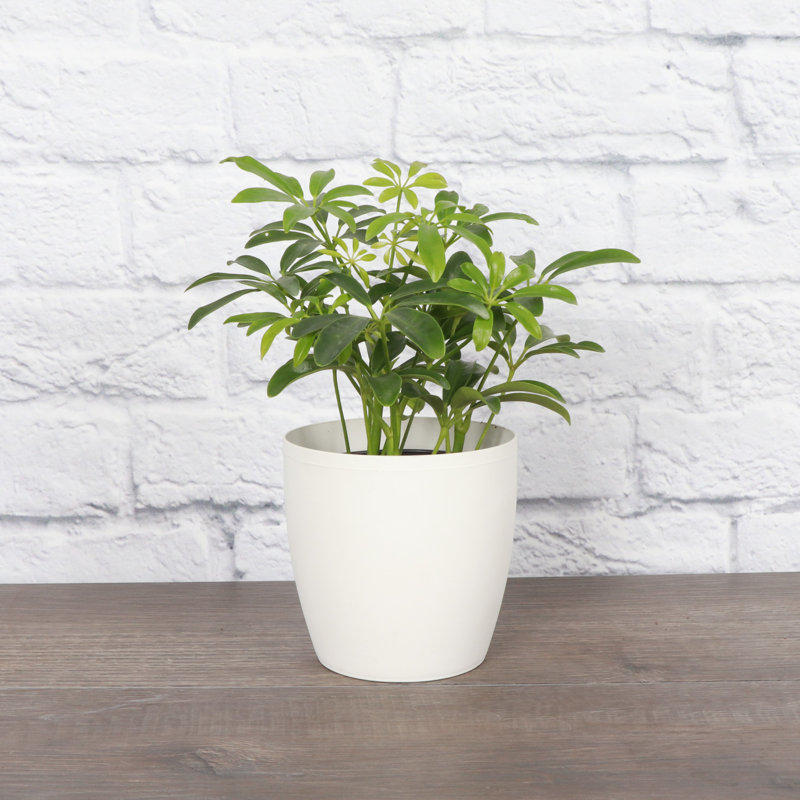 Live Arboricola Plant in Classic Pot, White