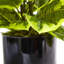 Plante de feuillage artificiel dans un pot de fleurs