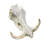 Satnosh Real Warthog Skull - Real Animal Skull (Polished)