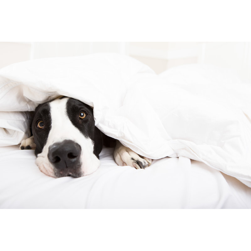 Dog Laying in Bed by Christopherbernard, 24" H x 36" W