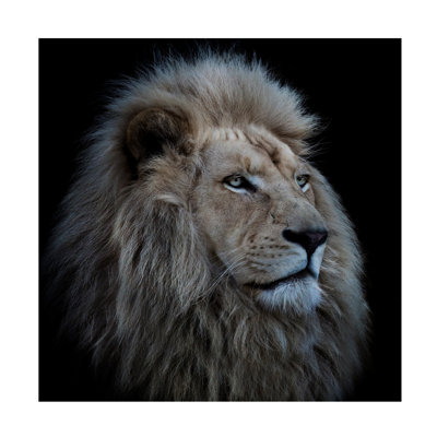 Wrapped Canvas Wall Art - Louise Wolbers 'Proud Lion' Wall Art for Living Room, Bedroom, or Office Décor - 14x14