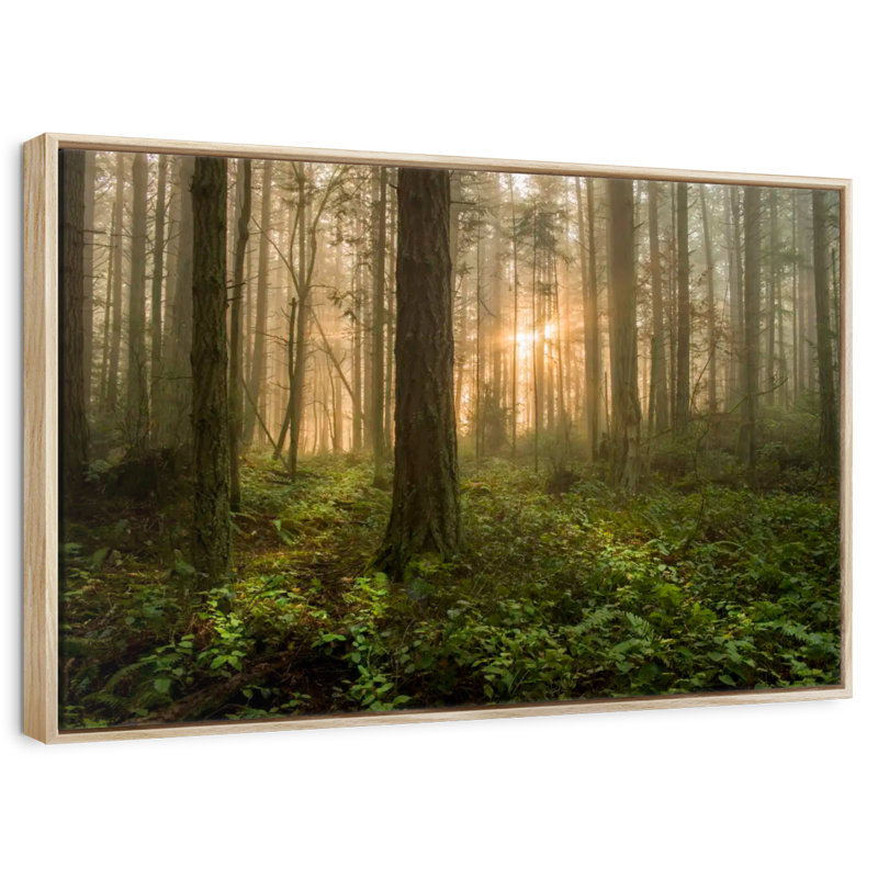 Lever de soleil sur la forêt de l'île Lummi, Cadre flottant en bois naturel, 40 po x 27 po