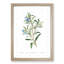 Bluebell Flowers - Framed Print-57844664-57844665