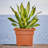 Reiner Traditional Plastic Square Indoor/Outdoor Deck Box Planter-1375756562-1375756589-1371948483