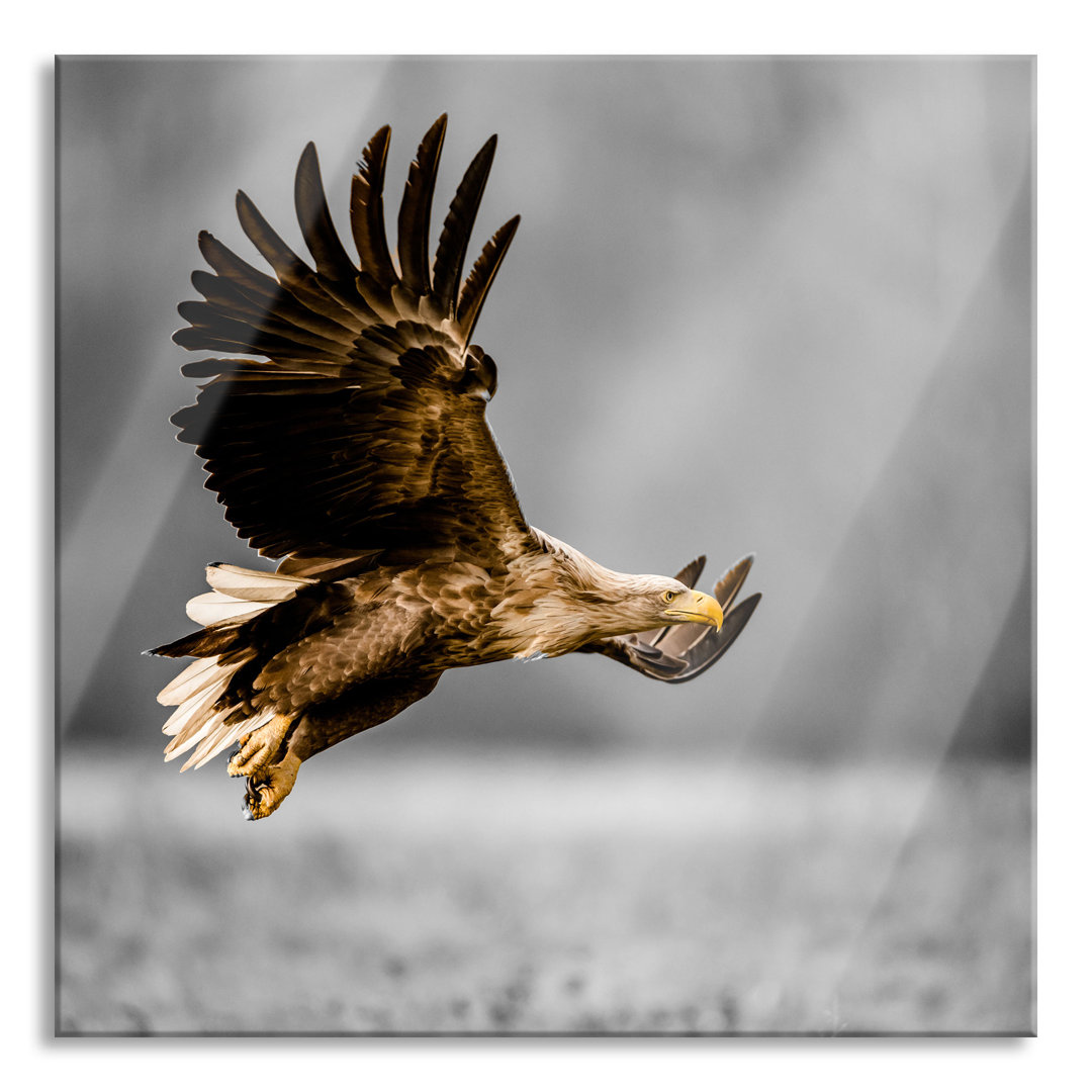 Glasbild Nahaufnahme Adler bei der Jagd