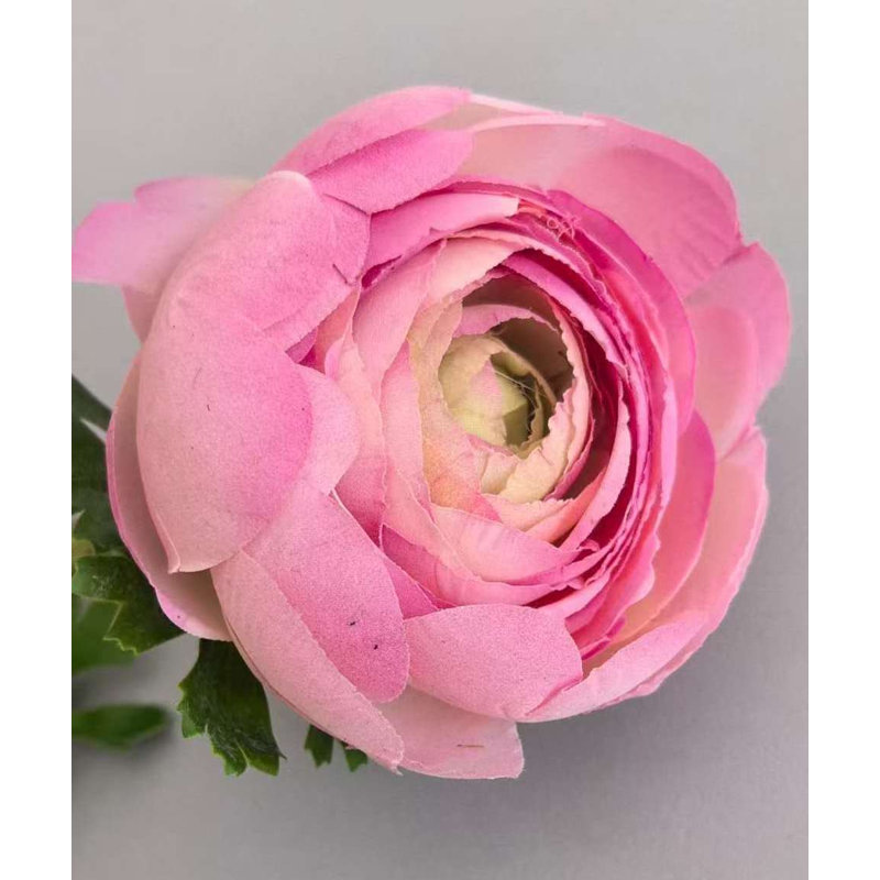 FRESH-TOUCH RT.RANUNCULUS X1F1B 22 po, Pink