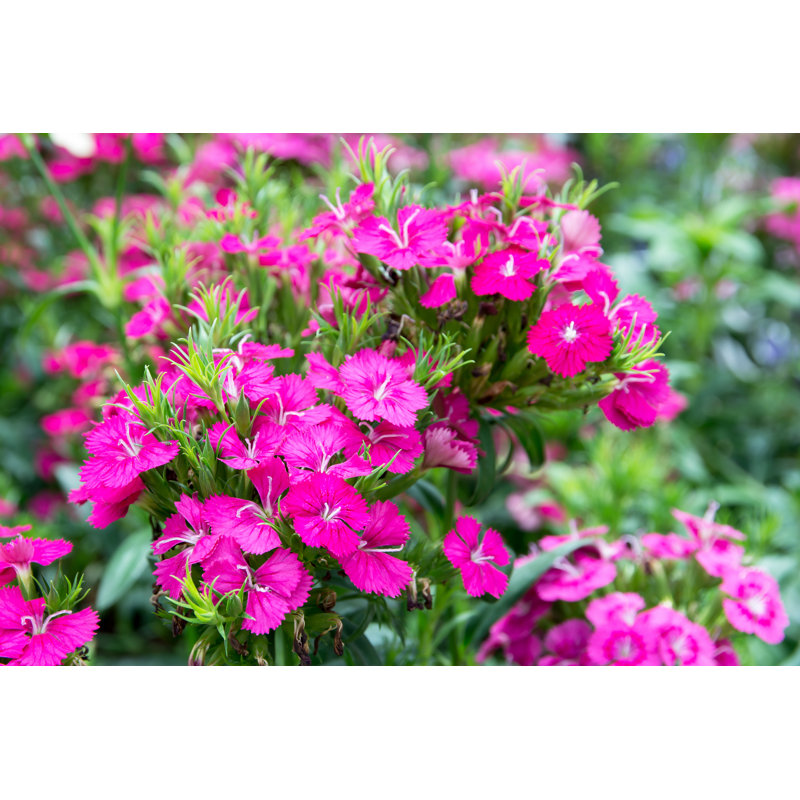 Kaibito Dianthus - Wrapped Canvas Print, 30cm H x 46cm W x 3.8cm D