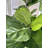 Fiddle 96'' Faux Fiddle Leaf Fig Tree in Metal Planter-98582417-98582419