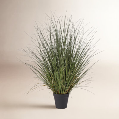 48" Onion Grass in Pot