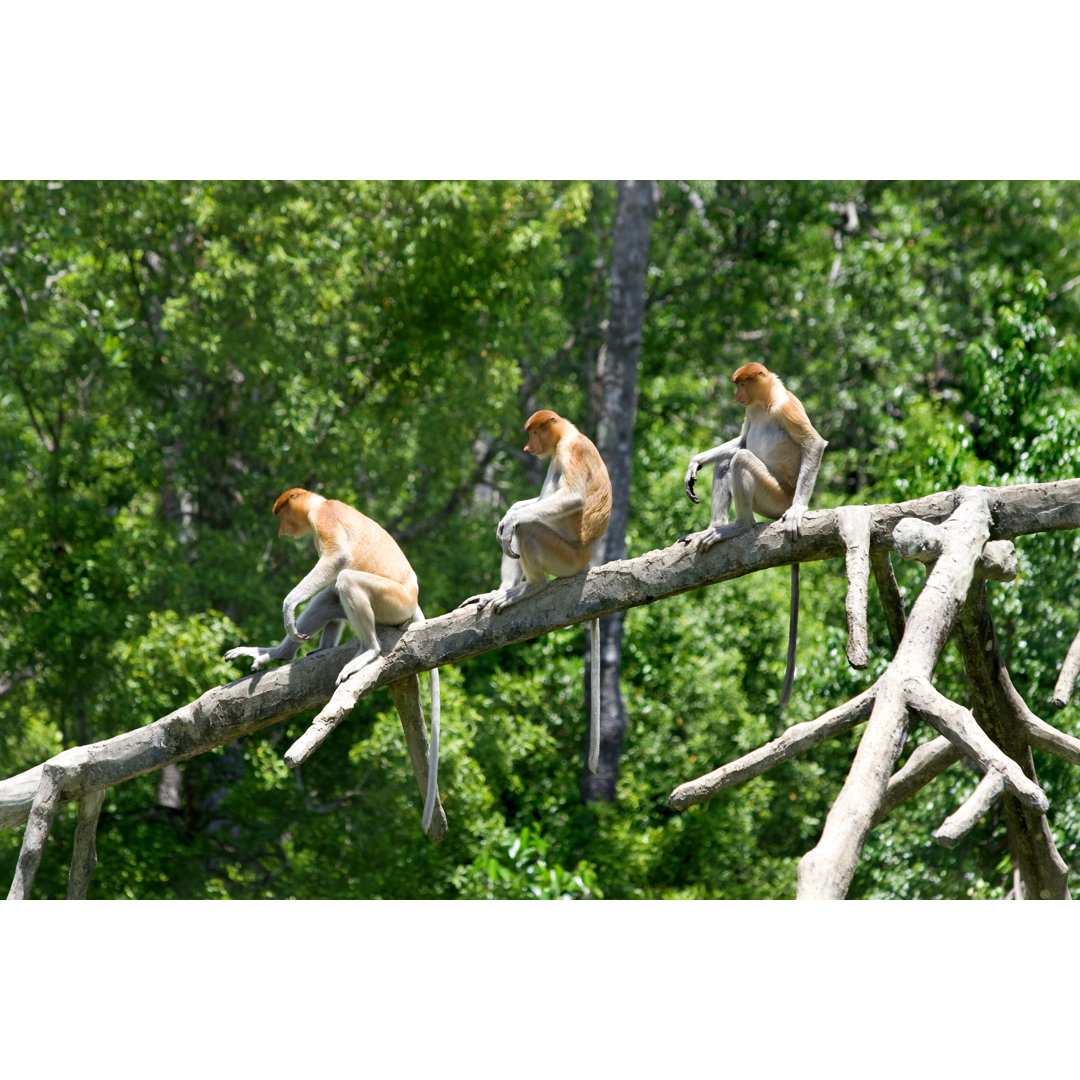 Leinwandbild Proboscis Monkeys von Kjorgen